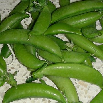 Pois nain Téléphone à grains ridés  - Pisum sativum