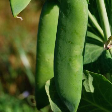 Pois nain Rondo à écosser Bio - Pisum sativum