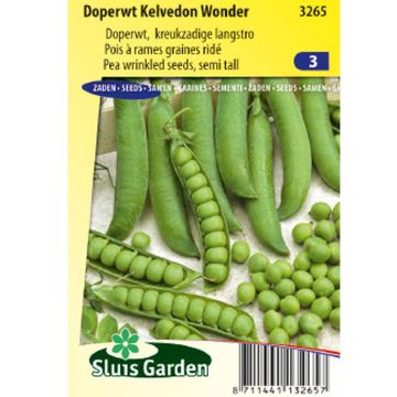 Pois nain grains ridés Kelvedon Wonder - Pisum sativum