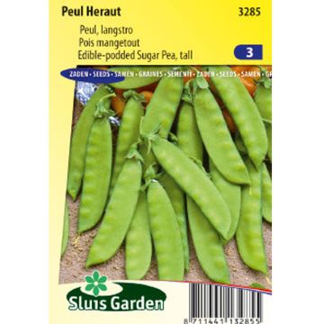 Pois à rames Héraut mangetout - Pisum sativum