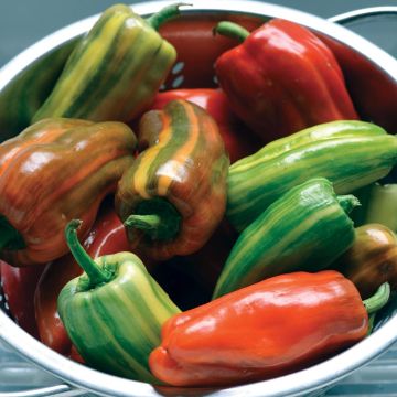 Graines de Poivron Candy Cane F1- Capsicum annuum