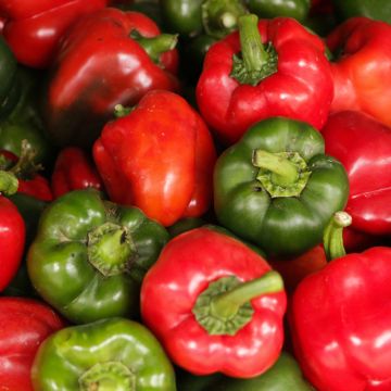 Poivron California Wonder - Piment à saveur douce