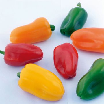 Poivron midi orange Snackor F1 en plants - Capsicum annuum