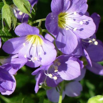 Polemonium caeruleum Lambrook Mauve