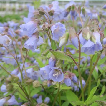 Polemonium reptans Blue Pearl - Valériane grecque rampante