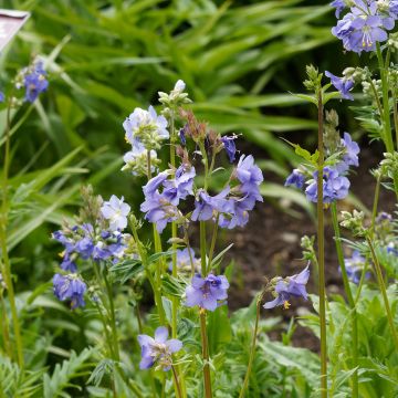 Polemonium reptans Blue Pearl - Valériane grecque rampante