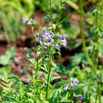 Polemonium yezoense Purple Rain - Valériane grecque