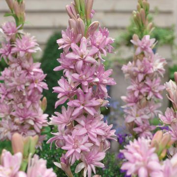 Polianthes tuberosa Pink Sapphire - Tubéreuse Rose Double.