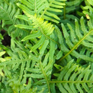 Polypodium Whitley Giant - Fougère, Polypode