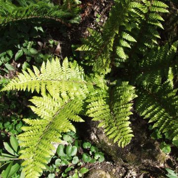 Polystichum braunii - Fougère