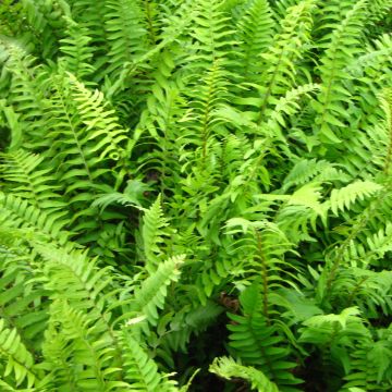 Polystichum munitum - Fougère