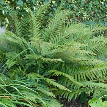 Polystichum polyblepharum - Fougère persistante