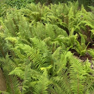 Polystichum setiferum - Fougère