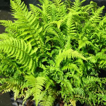 Polystichum setiferum Dahlem - Fougère - Polystic à soies