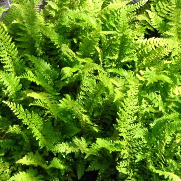 Polystichum setiferum Proliferum - Fougère - Polystic à soies