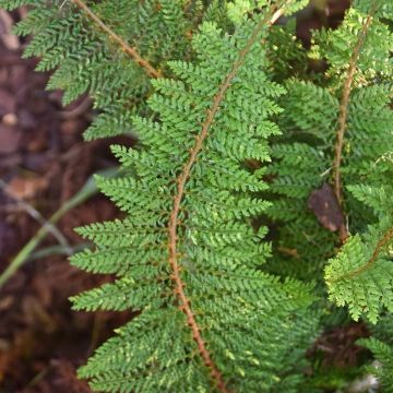 Polystichum setiferum - Aspidie à cils raides Densum