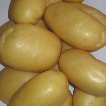 Pommes de terre Blanche (CN 991131) - Solanum tuberosum