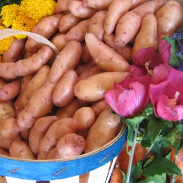 Pommes de terre Corne de Gatte (Pink Fir Apple) - Solanum tuberosum