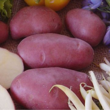 Pommes de terre Franceline - Solanum tuberosum
