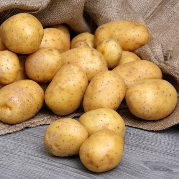 Pommes de terre Melody - Sac de 25 plants