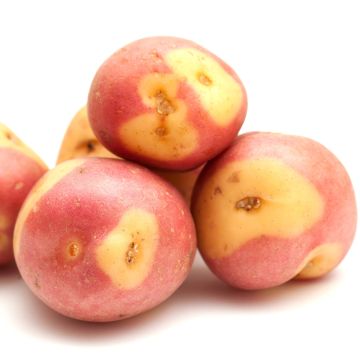 Pommes de terre Miss Blush - Solanum tuberosum