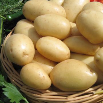 Pommes de terre Nicola - Solanum tuberosum 