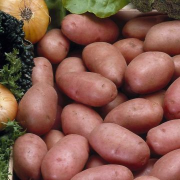 Pommes de terre Rosabelle - Sac de 25 plants