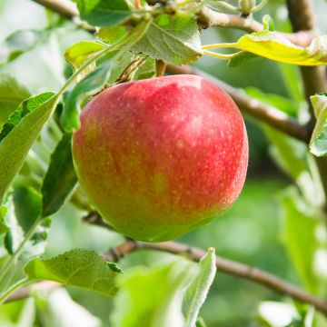 Pommier Belle fille de l'Indre Bio