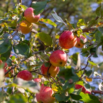 Pommier Belle Fille de la Creuse Bio