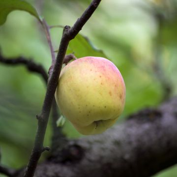 Pommier Bon père