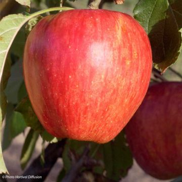 Pommier Calville Rouge d'Hiver