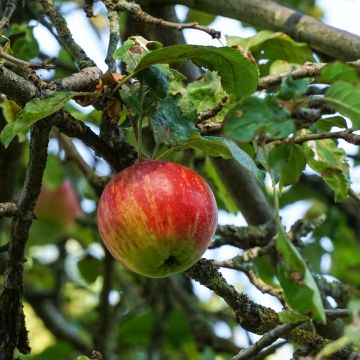 Pommier Double Belle Fleur - Malus domestica Buisson en racines nues