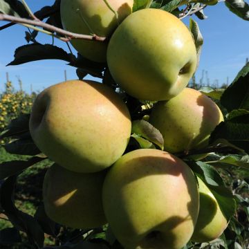 Pommier Golchard® - Malus domestica