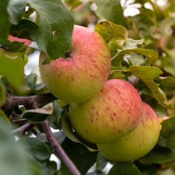 Pommier Grand-mère Bio - Reinette Grand-mère  