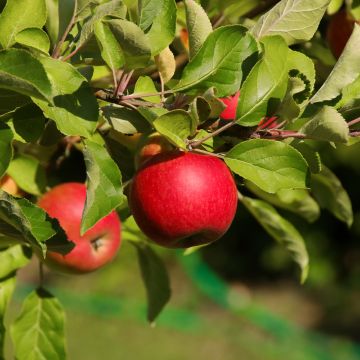 Pommier Jonathan - Malus domestica Buisson en racines nues