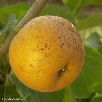 Pommier Patte de Loup