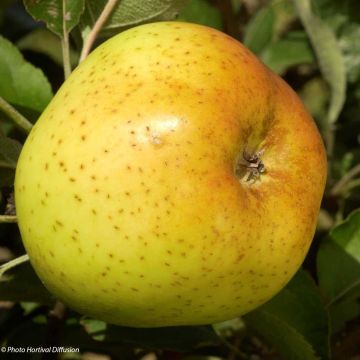 Pommier Reinette Clochard - Malus domestica - Pomme de garde jaune d'or