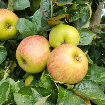 Pommier Reinette De France - Malus domestica Buisson en racines nues