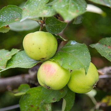 Pommier Reinette d'Anjou Bio