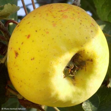 Pommier Transparente de Croncels Bio