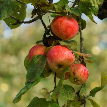 Pommier à cidre Marie Ménard