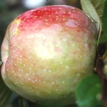 Pommier Belle de Boskoop - palissé en palmettes