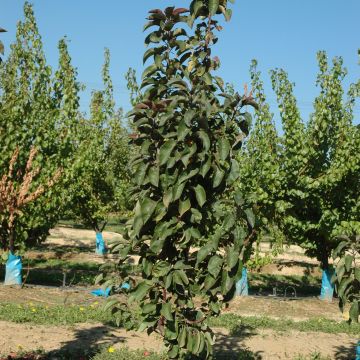 Pommier colonnaire Ballerina Maypole