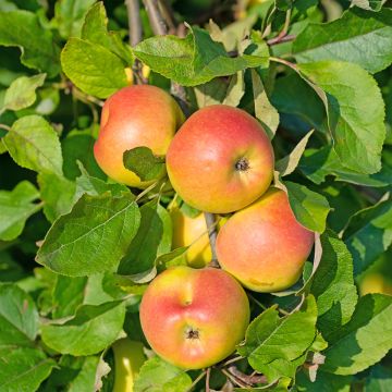 Pommier colonnaire Sonate - Malus domestica