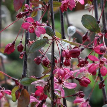 Pommier d'ornement - Malus Royal Beauty