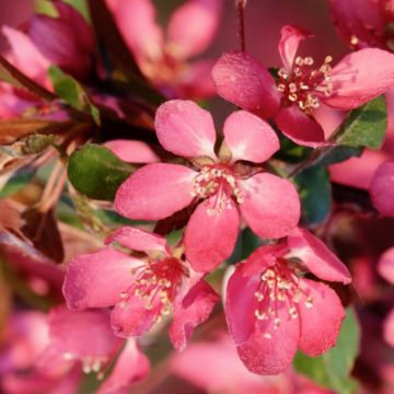 Malus toringo Freja - Pommier d'ornement