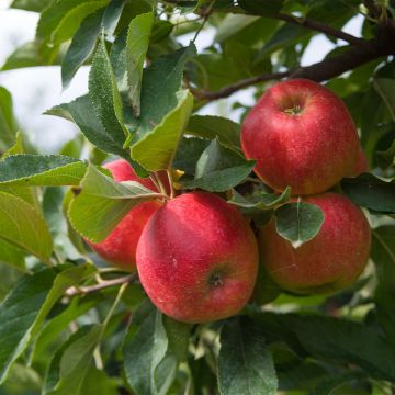 Pommier nain Fruit me Apple me Elstar