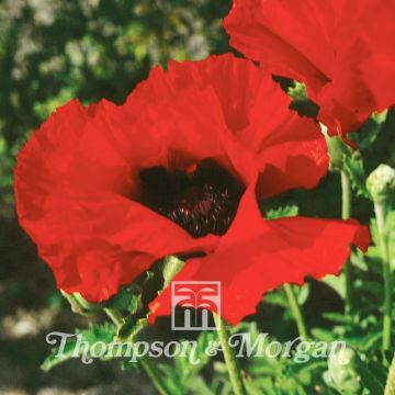 Graines de Pavot d'Orient Brilliant - Papaver orientale