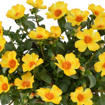 Portulaca Pazzaz Nano Yellow Twist