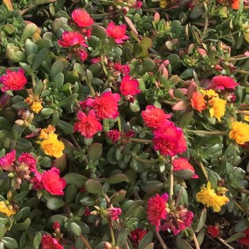 Portulaca Duna - Pourpier annuel à grandes fleurs